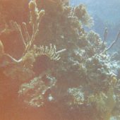  Lighthouse Reef, Belize